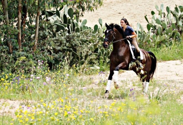 con el caballo por el bosque